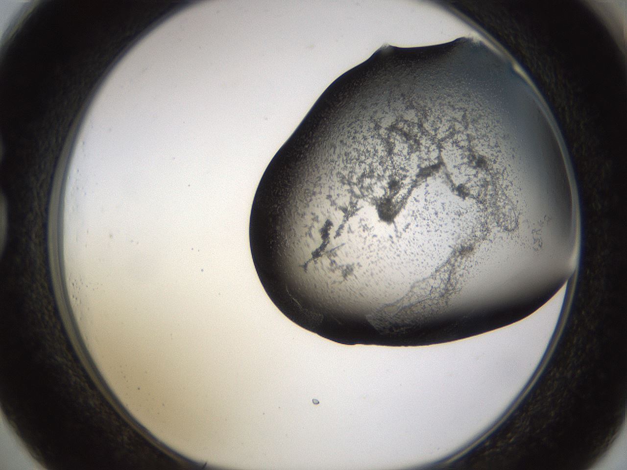 folderID256_plateID1256_batchID4115_wellNum73_profileID1_d1_r72734_ef.jpg