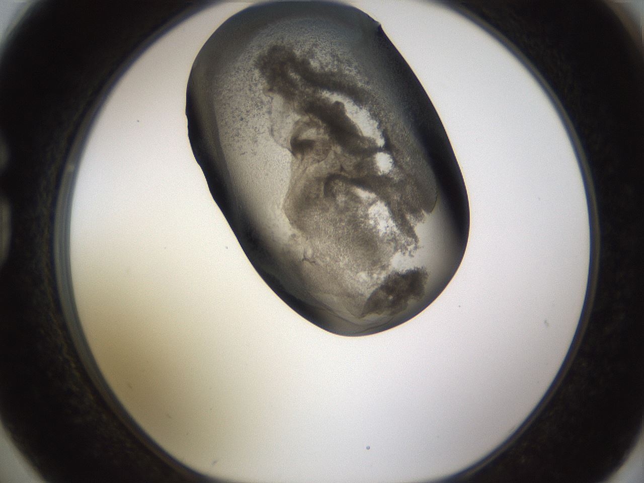 folderID256_plateID1256_batchID4115_wellNum74_profileID1_d1_r72735_ef.jpg