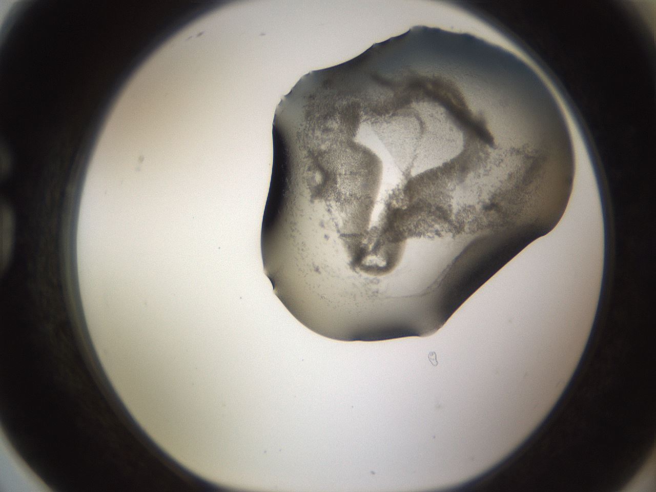 folderID256_plateID1256_batchID4115_wellNum78_profileID1_d1_r72739_ef.jpg