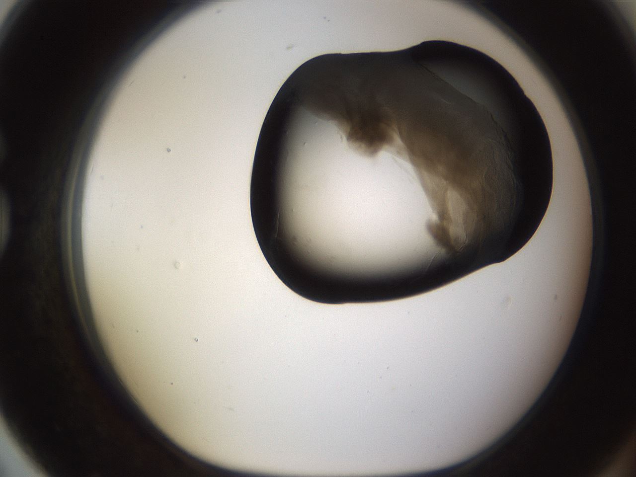 folderID256_plateID1256_batchID4115_wellNum79_profileID1_d1_r72740_ef.jpg