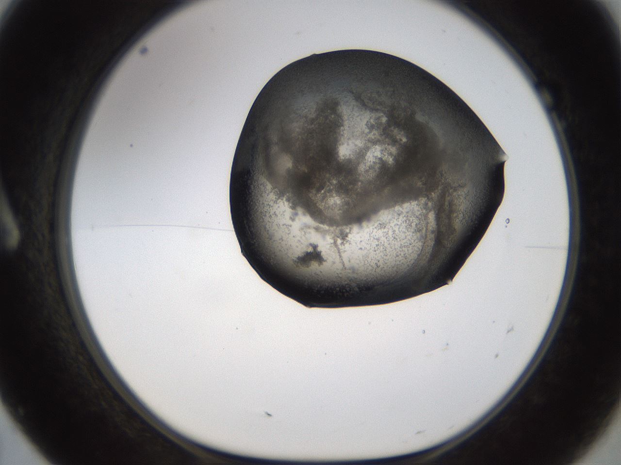 folderID256_plateID1256_batchID4115_wellNum7_profileID1_d1_r72668_ef.jpg