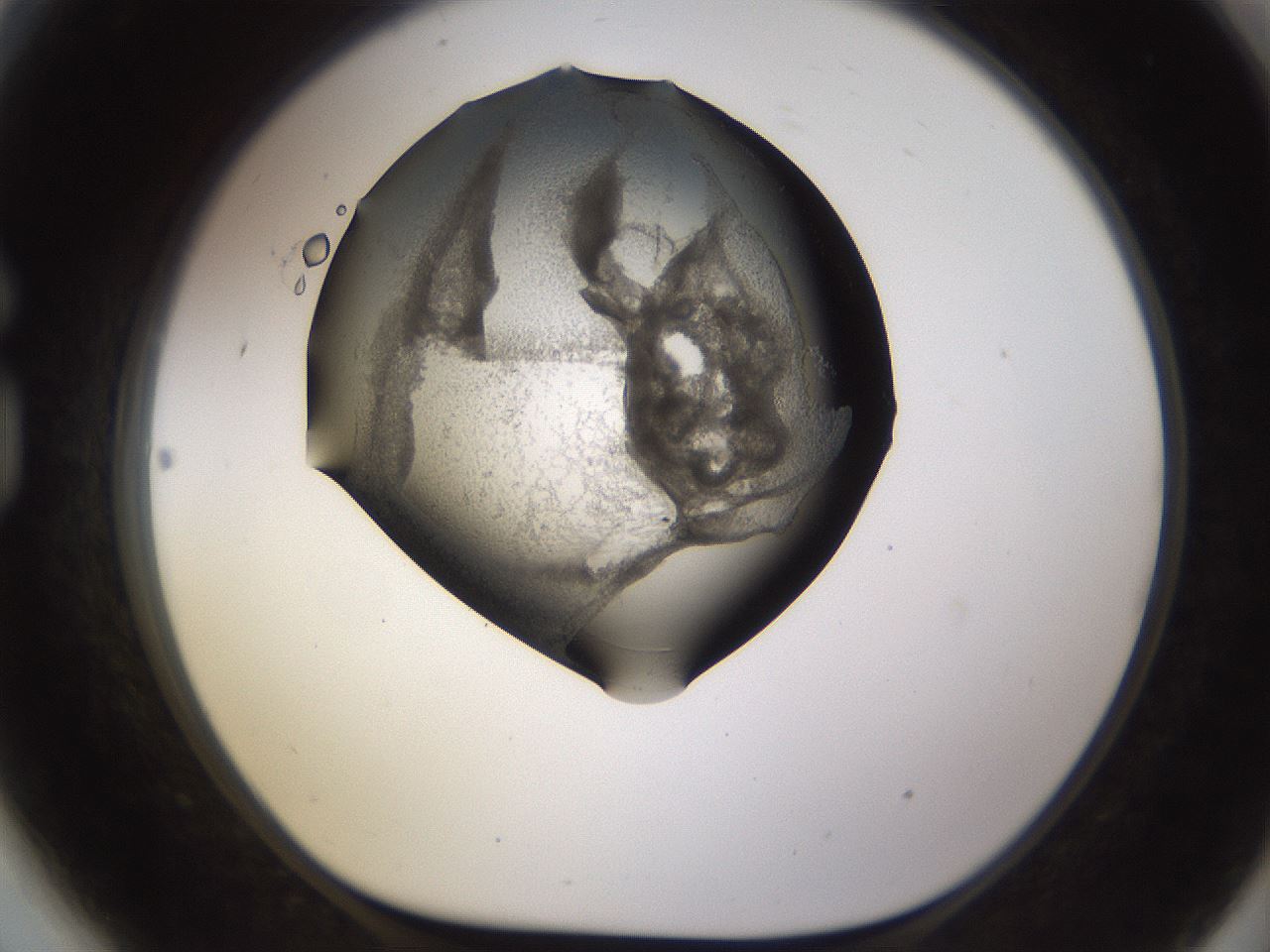 folderID256_plateID1256_batchID4115_wellNum81_profileID1_d1_r72742_ef.jpg
