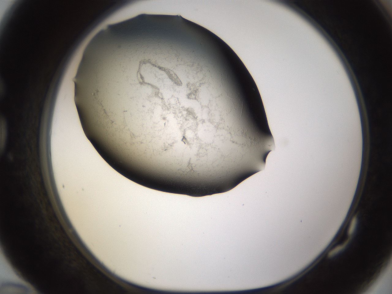 folderID256_plateID1256_batchID4115_wellNum82_profileID1_d1_r72743_ef.jpg