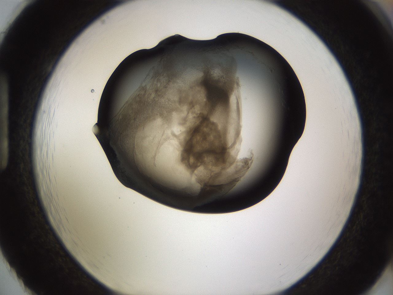 folderID256_plateID1256_batchID4115_wellNum86_profileID1_d1_r72747_ef.jpg