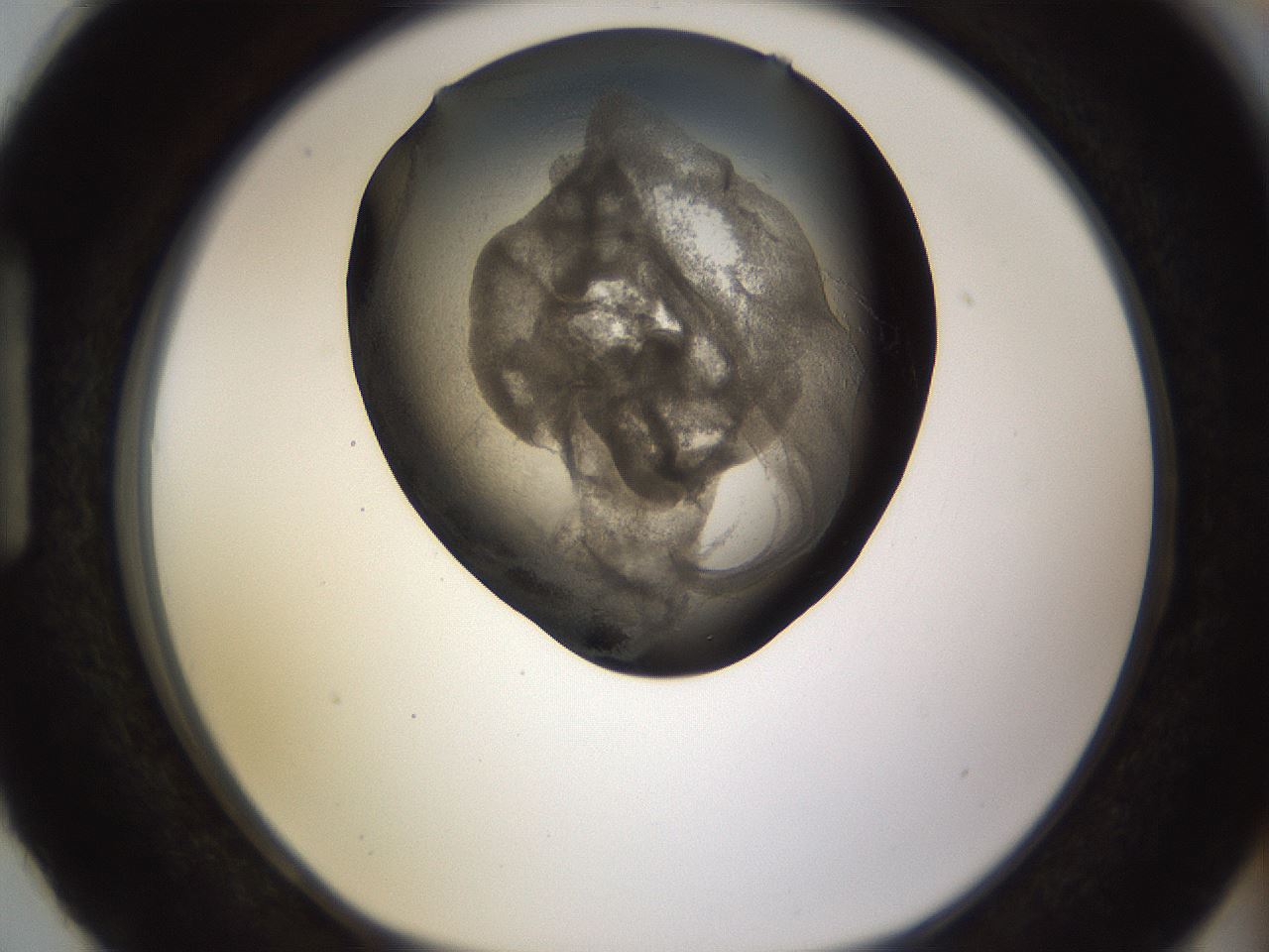 folderID256_plateID1256_batchID4115_wellNum87_profileID1_d1_r72748_ef.jpg