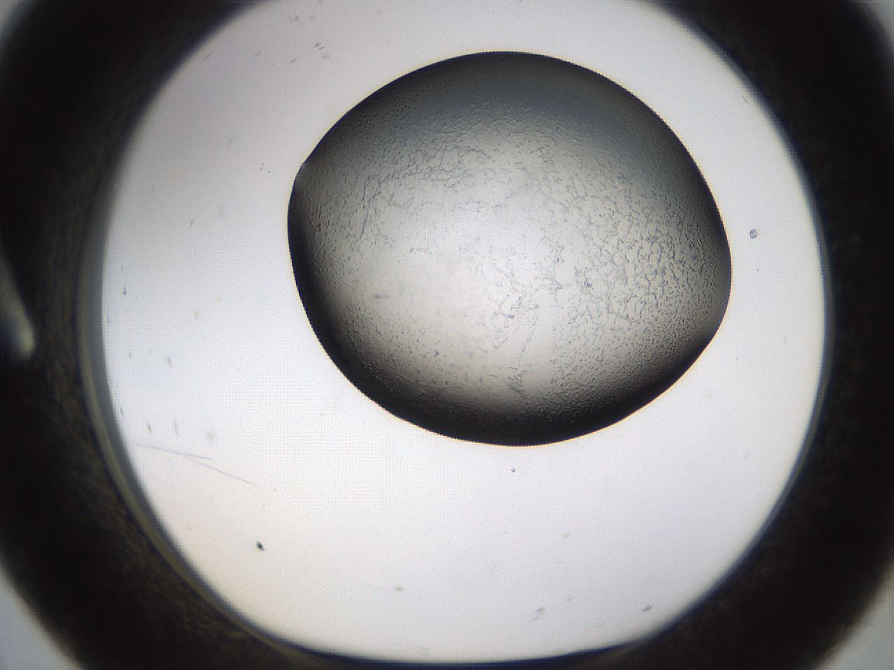 folderID256_plateID1256_batchID4115_wellNum8_profileID1_d1_r72669_ef.jpg