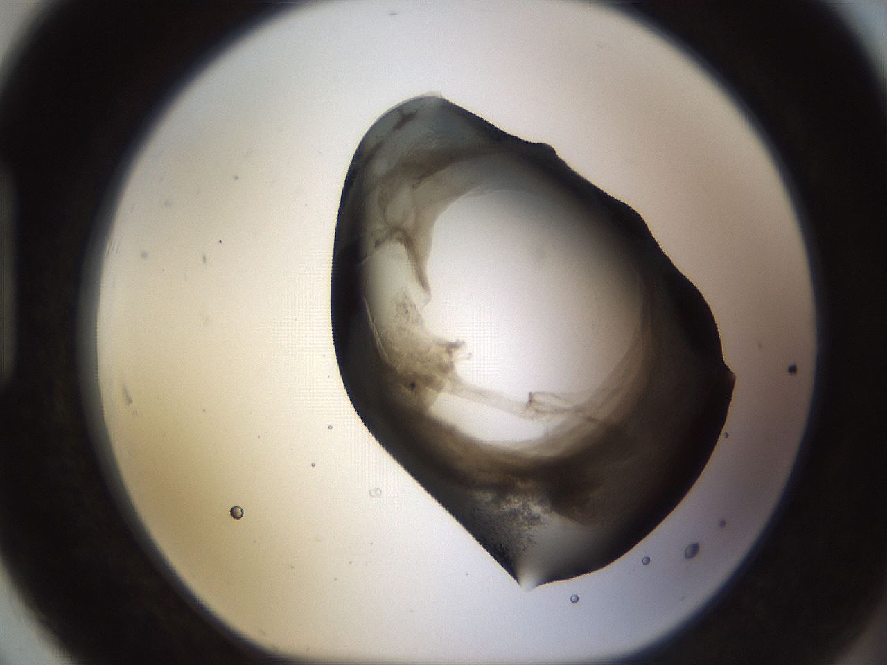 folderID256_plateID1256_batchID4115_wellNum91_profileID1_d1_r72752_ef.jpg