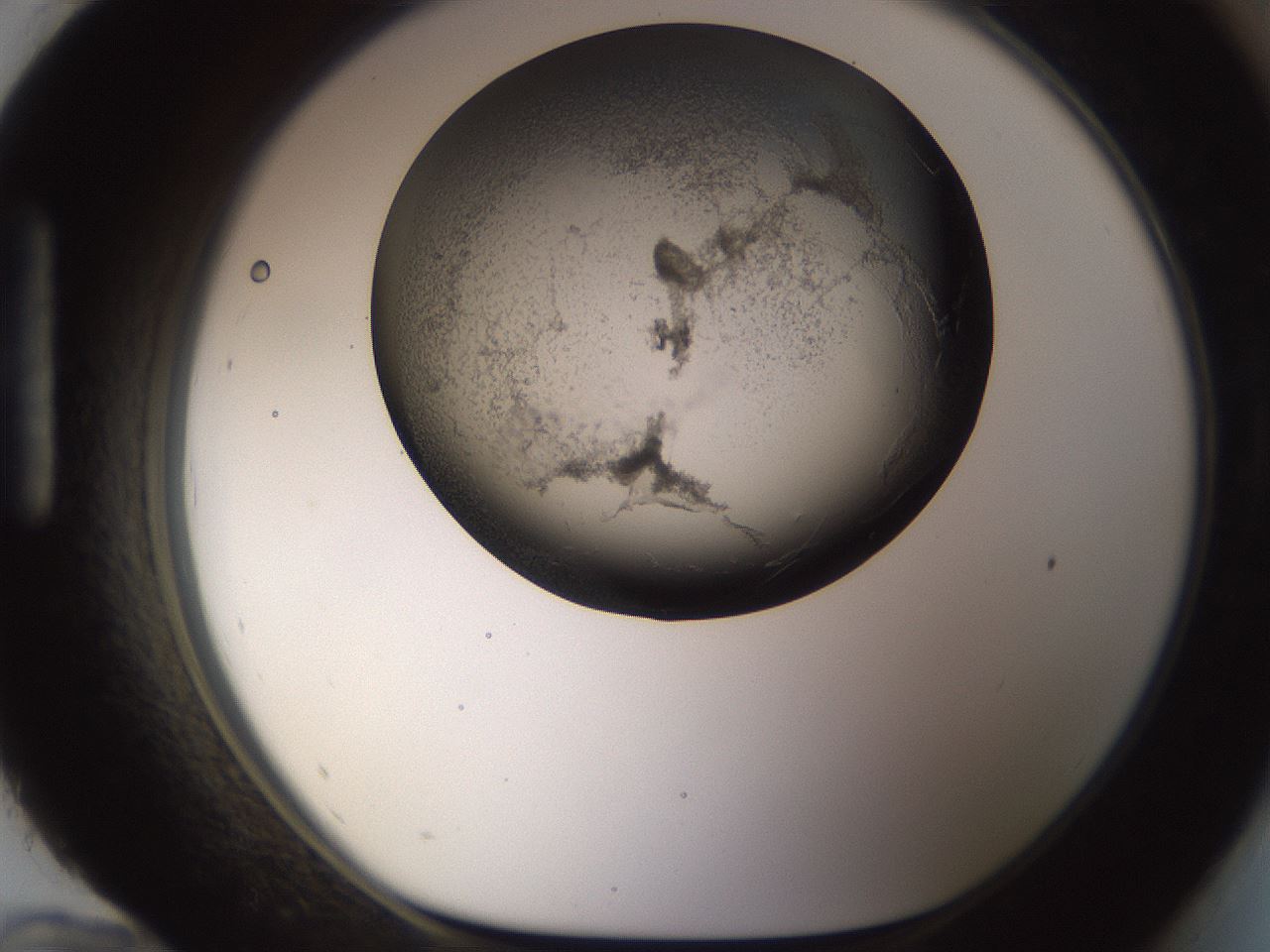 folderID256_plateID1256_batchID4115_wellNum96_profileID1_d1_r72757_ef.jpg