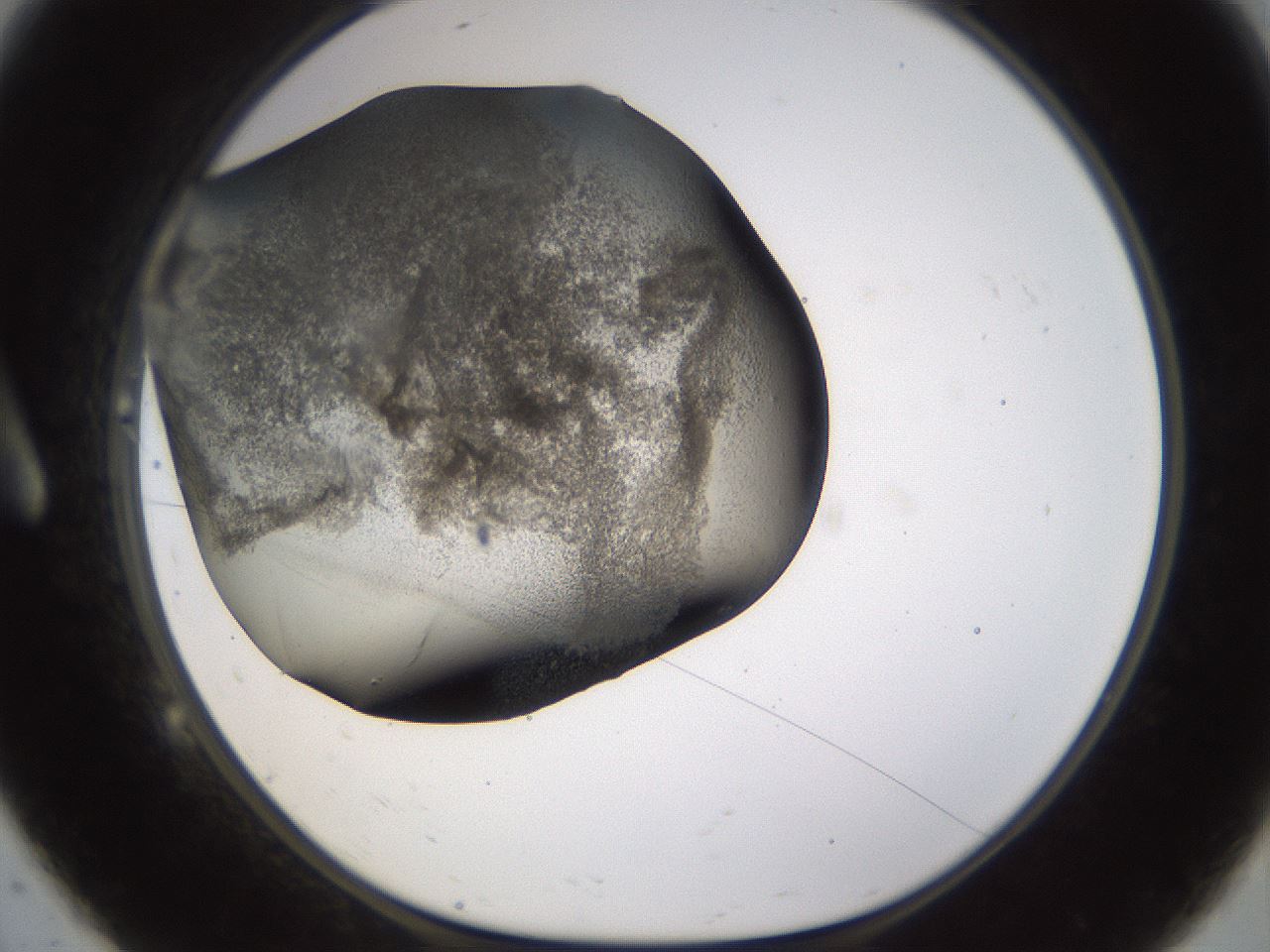 folderID256_plateID1256_batchID4115_wellNum9_profileID1_d1_r72670_ef.jpg