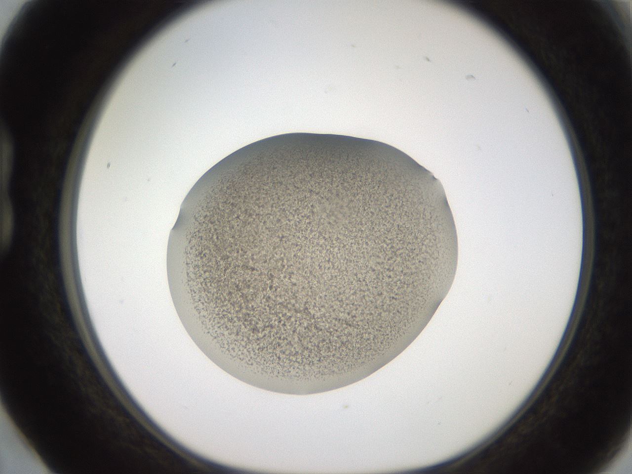 folderID257_plateID2257_batchID10332_wellNum17_profileID1_d1_r156642_ef.jpg