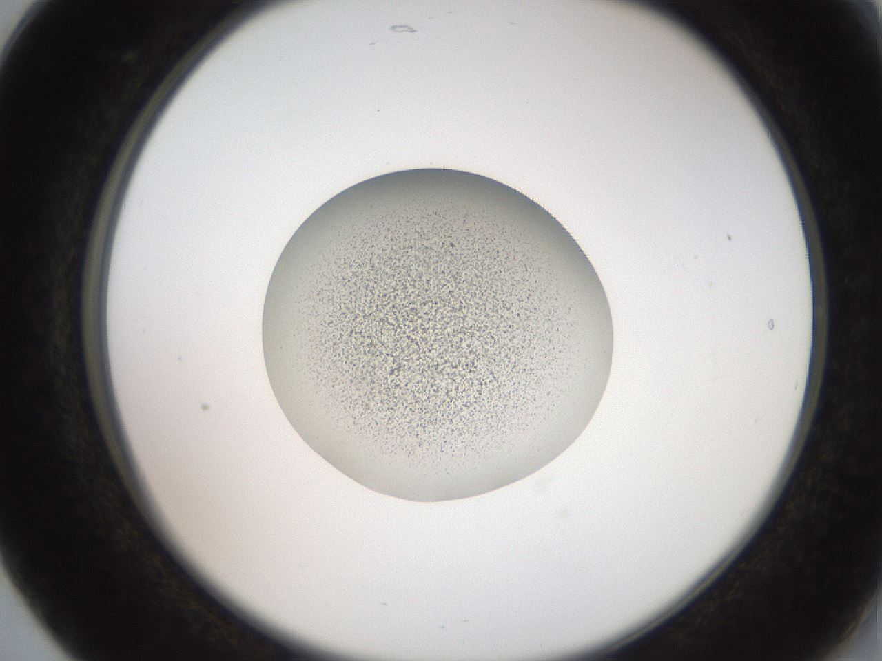 folderID257_plateID2257_batchID10332_wellNum17_profileID1_d2_r156643_ef.jpg
