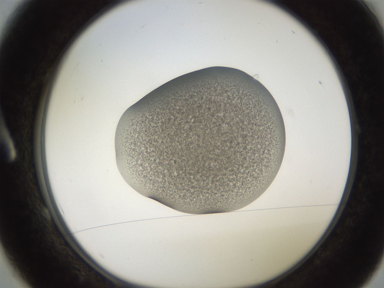 folderID257_plateID2257_batchID10332_wellNum1_profileID1_d1_r156610_ef.jpg