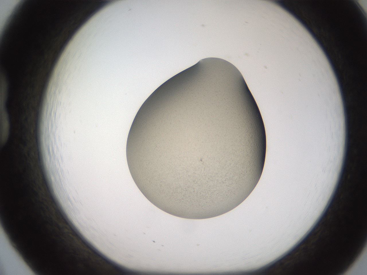 folderID257_plateID2257_batchID10332_wellNum20_profileID1_d1_r156648_ef.jpg