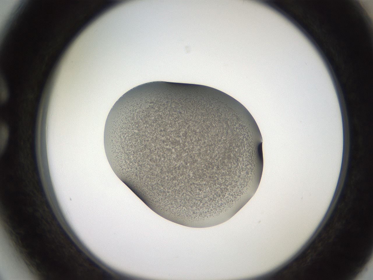 folderID257_plateID2257_batchID10332_wellNum27_profileID1_d1_r156662_ef.jpg
