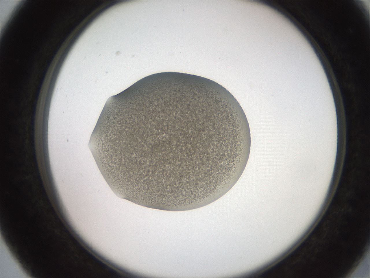 folderID257_plateID2257_batchID10332_wellNum27_profileID1_d2_r156663_ef.jpg