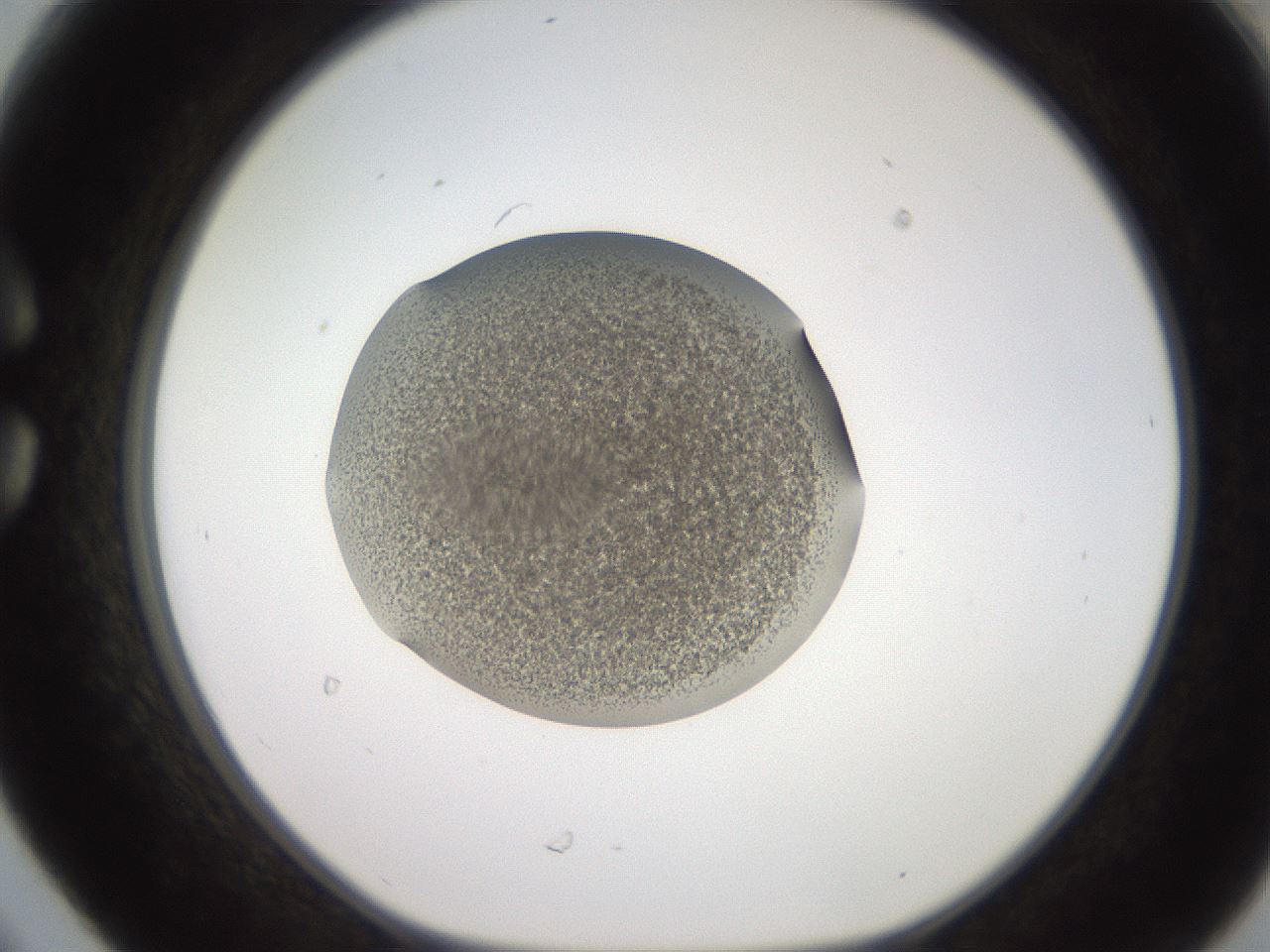 folderID257_plateID2257_batchID10332_wellNum30_profileID1_d1_r156668_ef.jpg