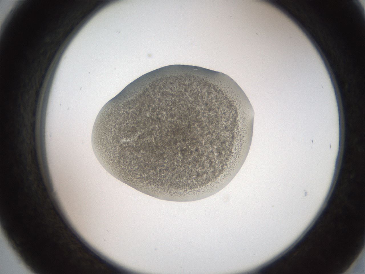 folderID257_plateID2257_batchID10332_wellNum30_profileID1_d2_r156669_ef.jpg