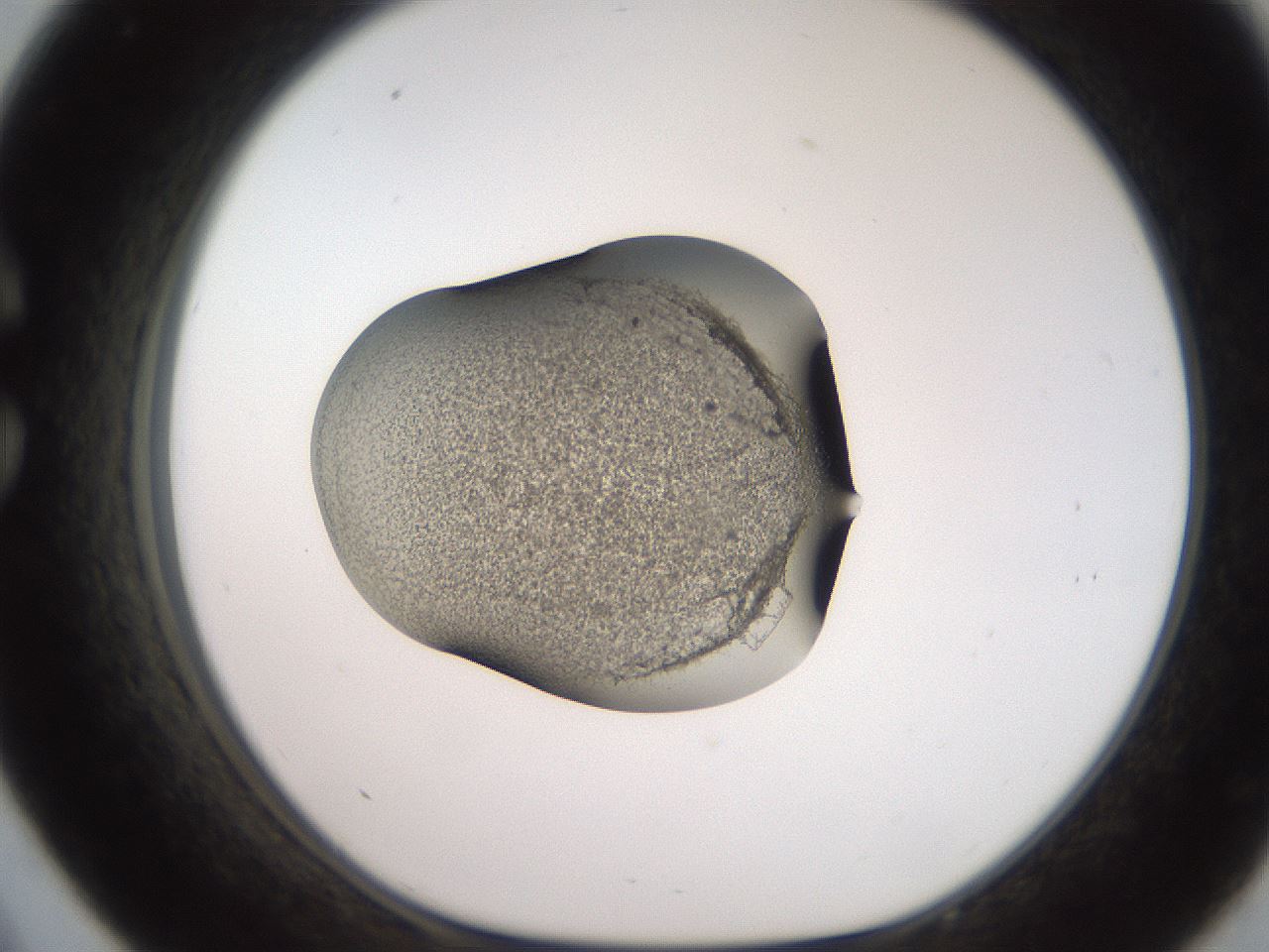 folderID257_plateID2257_batchID10332_wellNum33_profileID1_d1_r156674_ef.jpg