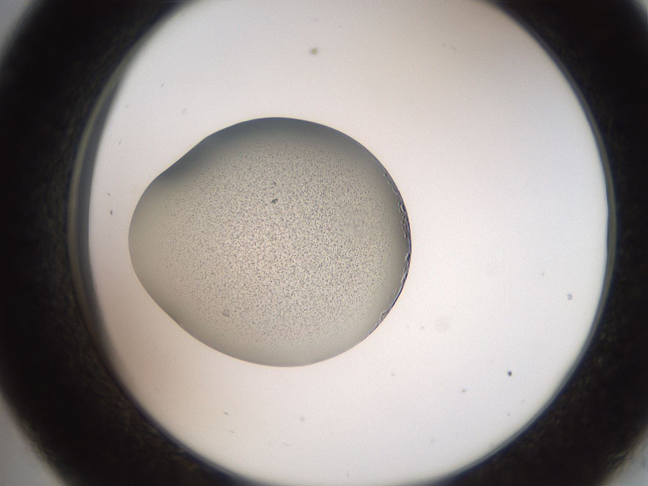 folderID257_plateID2257_batchID10332_wellNum33_profileID1_d2_r156675_ef.jpg