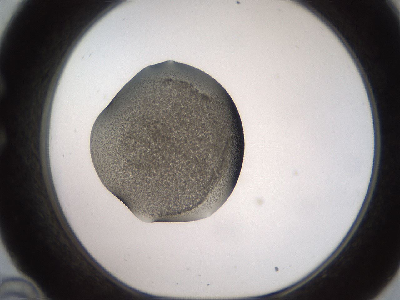 folderID257_plateID2257_batchID10332_wellNum34_profileID1_d1_r156676_ef.jpg