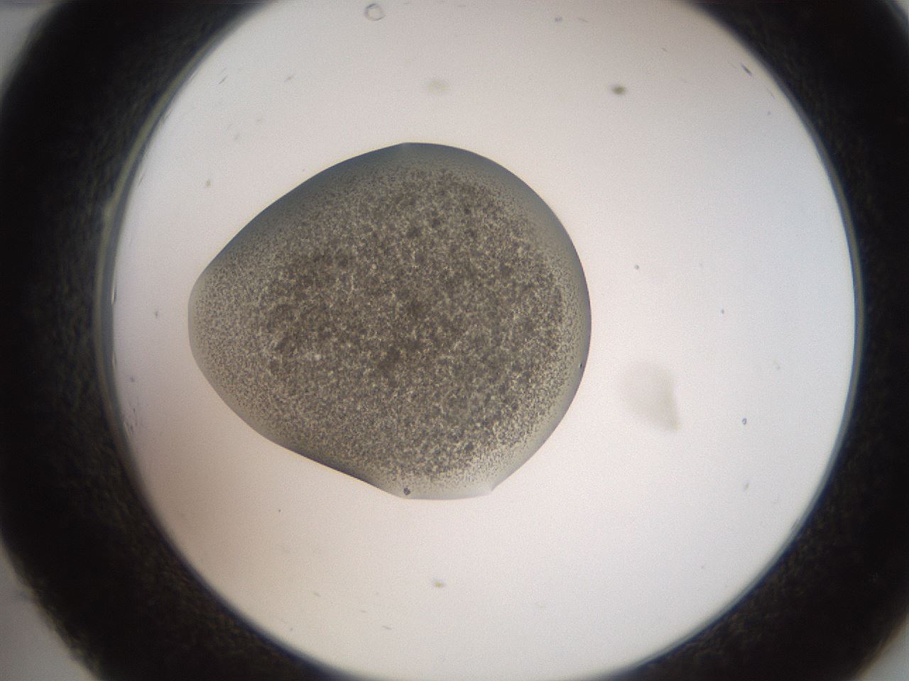 folderID257_plateID2257_batchID10332_wellNum34_profileID1_d2_r156677_ef.jpg