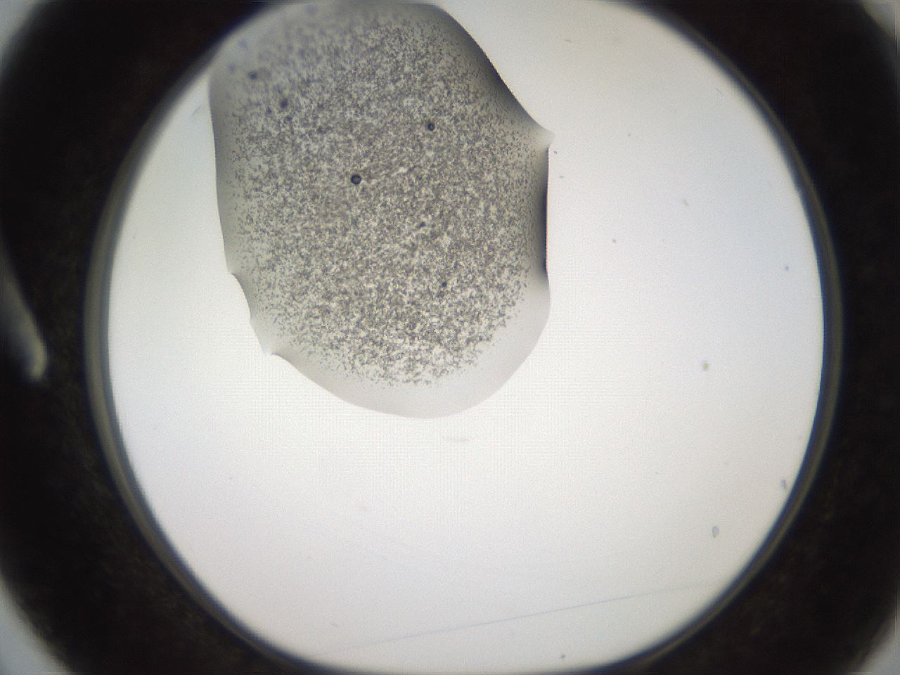 folderID257_plateID2257_batchID10332_wellNum3_profileID1_d1_r156614_ef.jpg