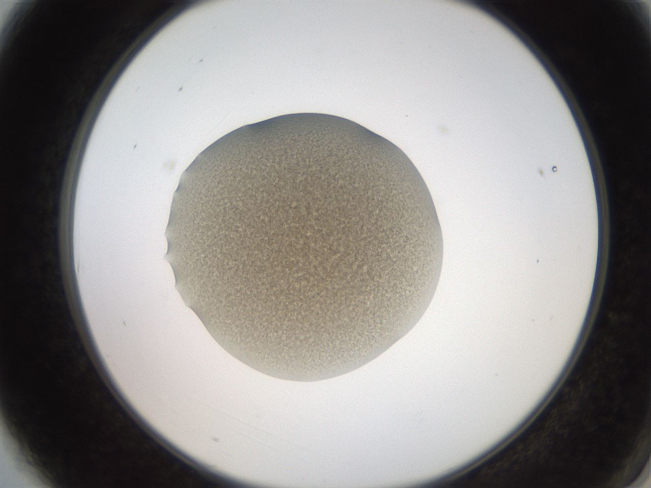 folderID257_plateID2257_batchID10332_wellNum3_profileID1_d2_r156615_ef.jpg