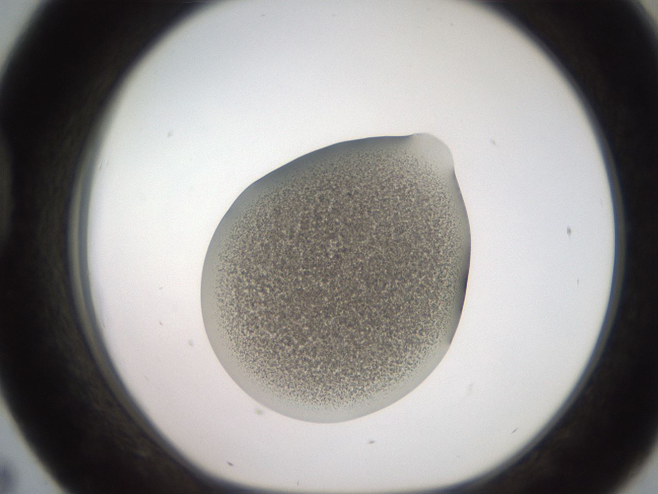 folderID257_plateID2257_batchID10332_wellNum43_profileID1_d1_r156694_ef.jpg