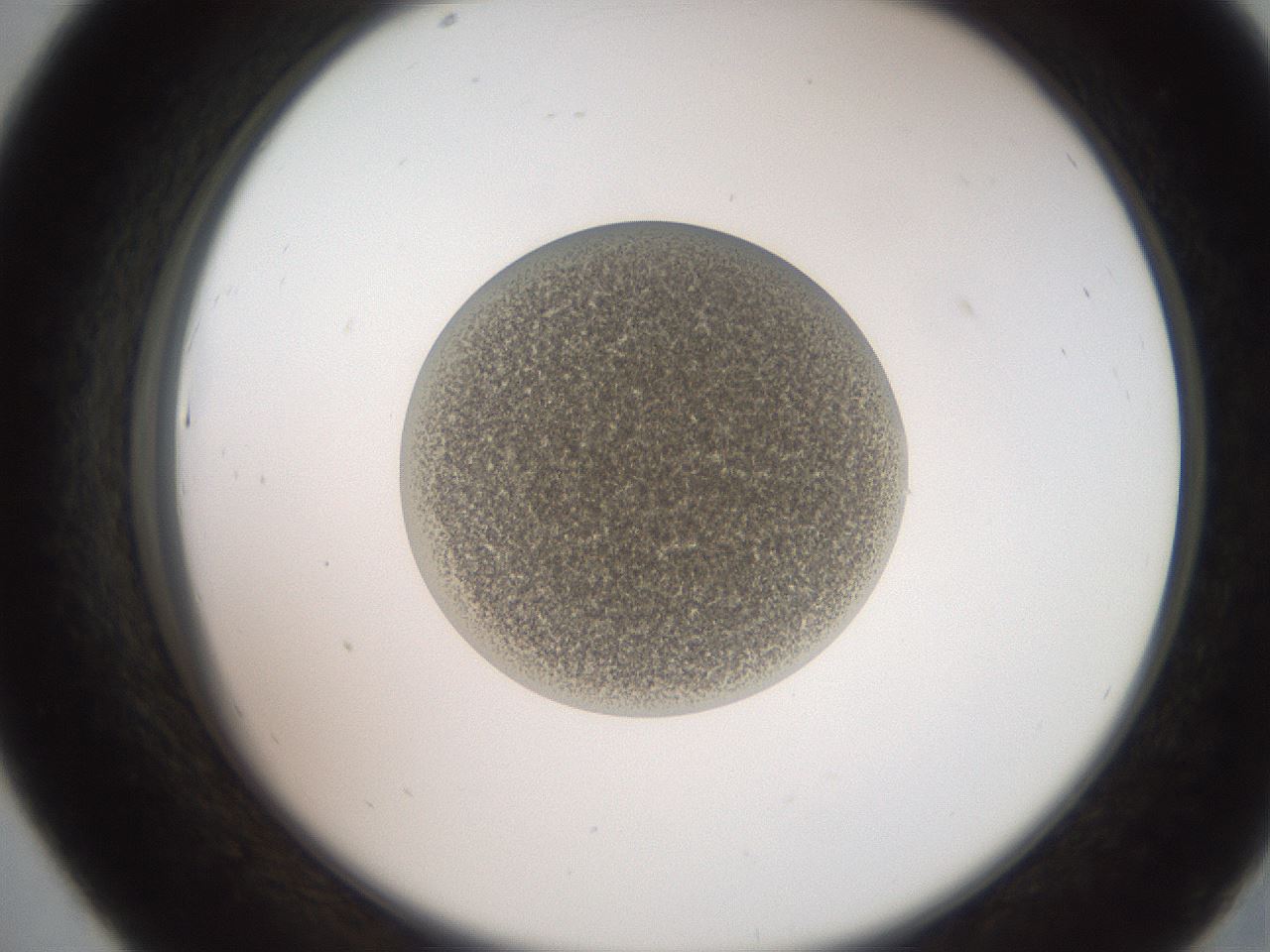 folderID257_plateID2257_batchID10332_wellNum43_profileID1_d2_r156695_ef.jpg