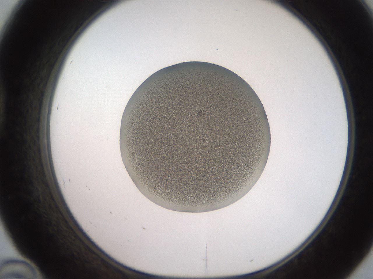 folderID257_plateID2257_batchID10332_wellNum46_profileID1_d1_r156700_ef.jpg