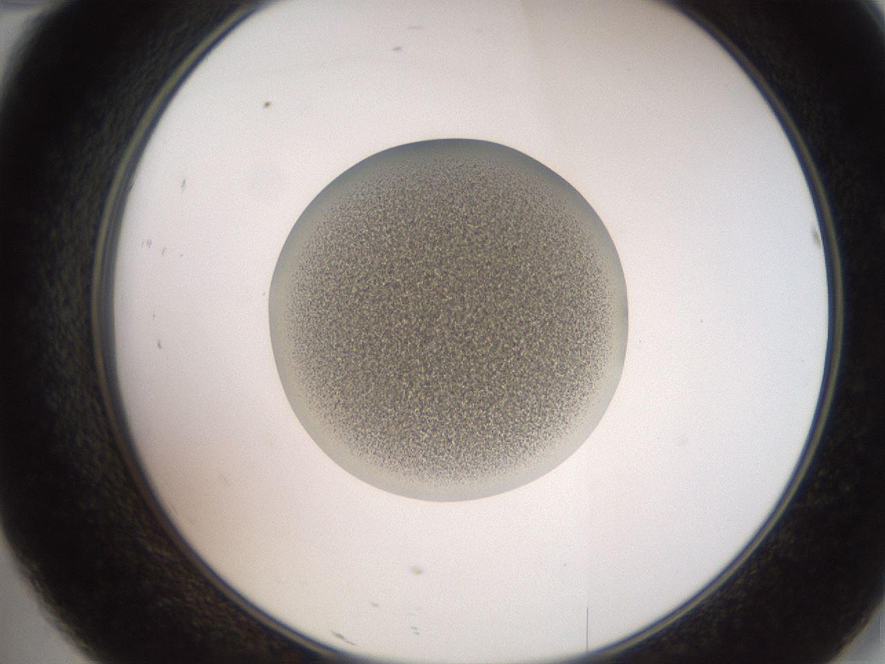 folderID257_plateID2257_batchID10332_wellNum46_profileID1_d2_r156701_ef.jpg