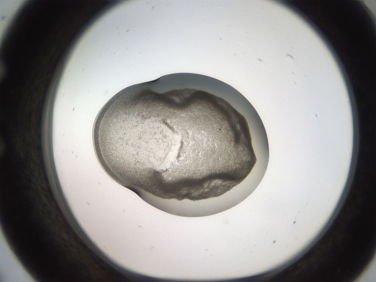 folderID257_plateID2257_batchID10332_wellNum55_profileID1_d1_r156718_ef.jpg