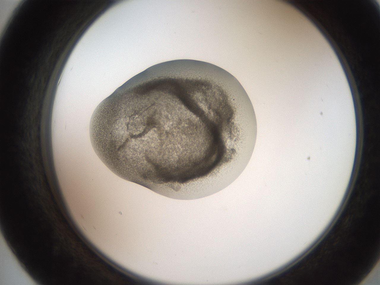 folderID257_plateID2257_batchID10332_wellNum55_profileID1_d2_r156719_ef.jpg