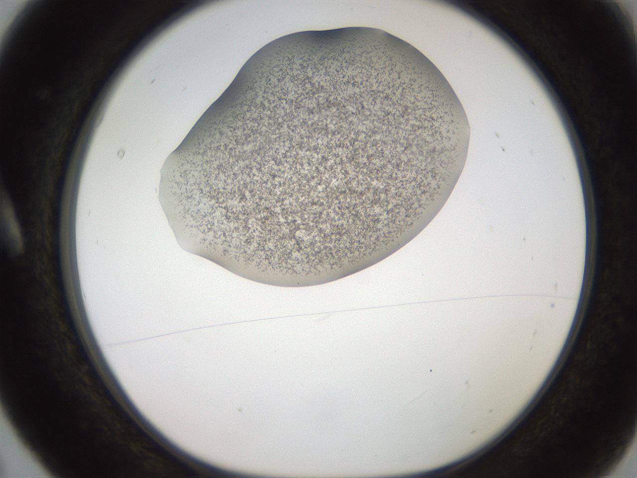folderID257_plateID2257_batchID10332_wellNum5_profileID1_d1_r156618_ef.jpg