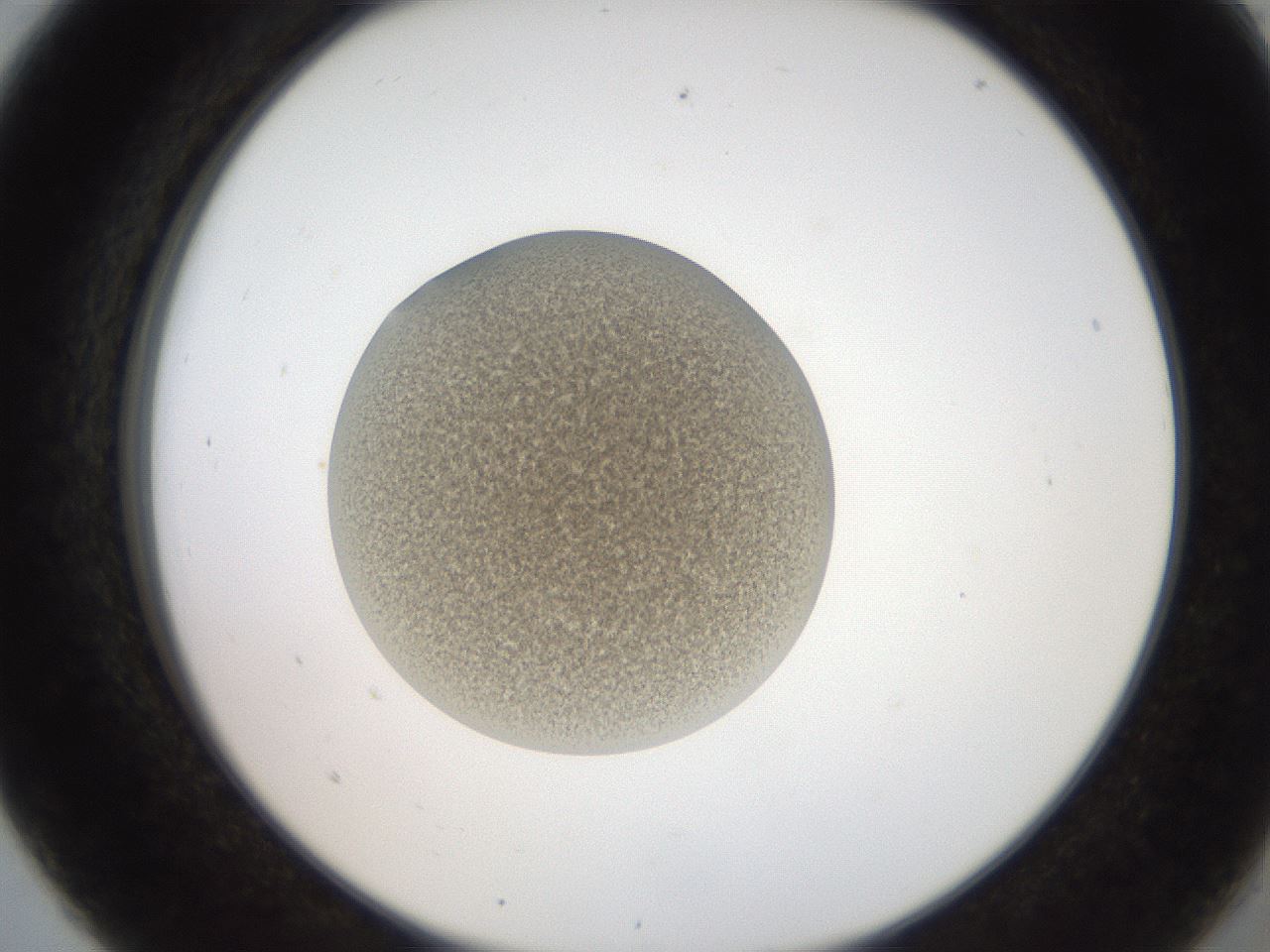 folderID257_plateID2257_batchID10332_wellNum5_profileID1_d2_r156619_ef.jpg