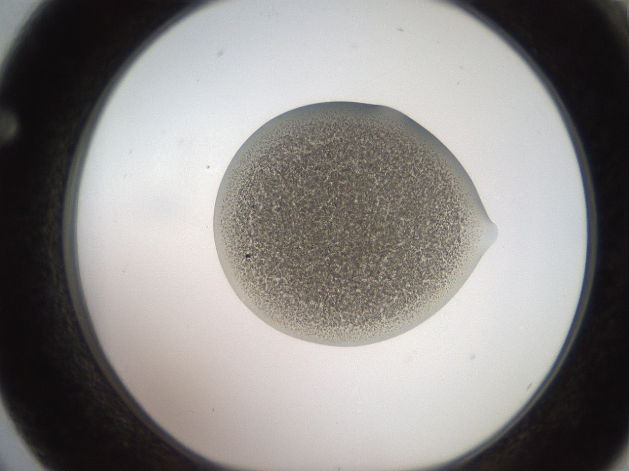 folderID257_plateID2257_batchID10332_wellNum62_profileID1_d1_r156732_ef.jpg