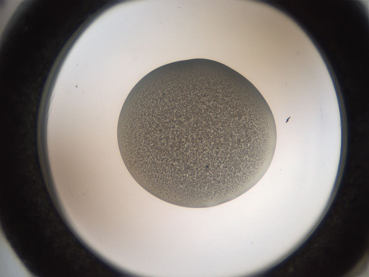 folderID257_plateID2257_batchID10332_wellNum62_profileID1_d2_r156733_ef.jpg