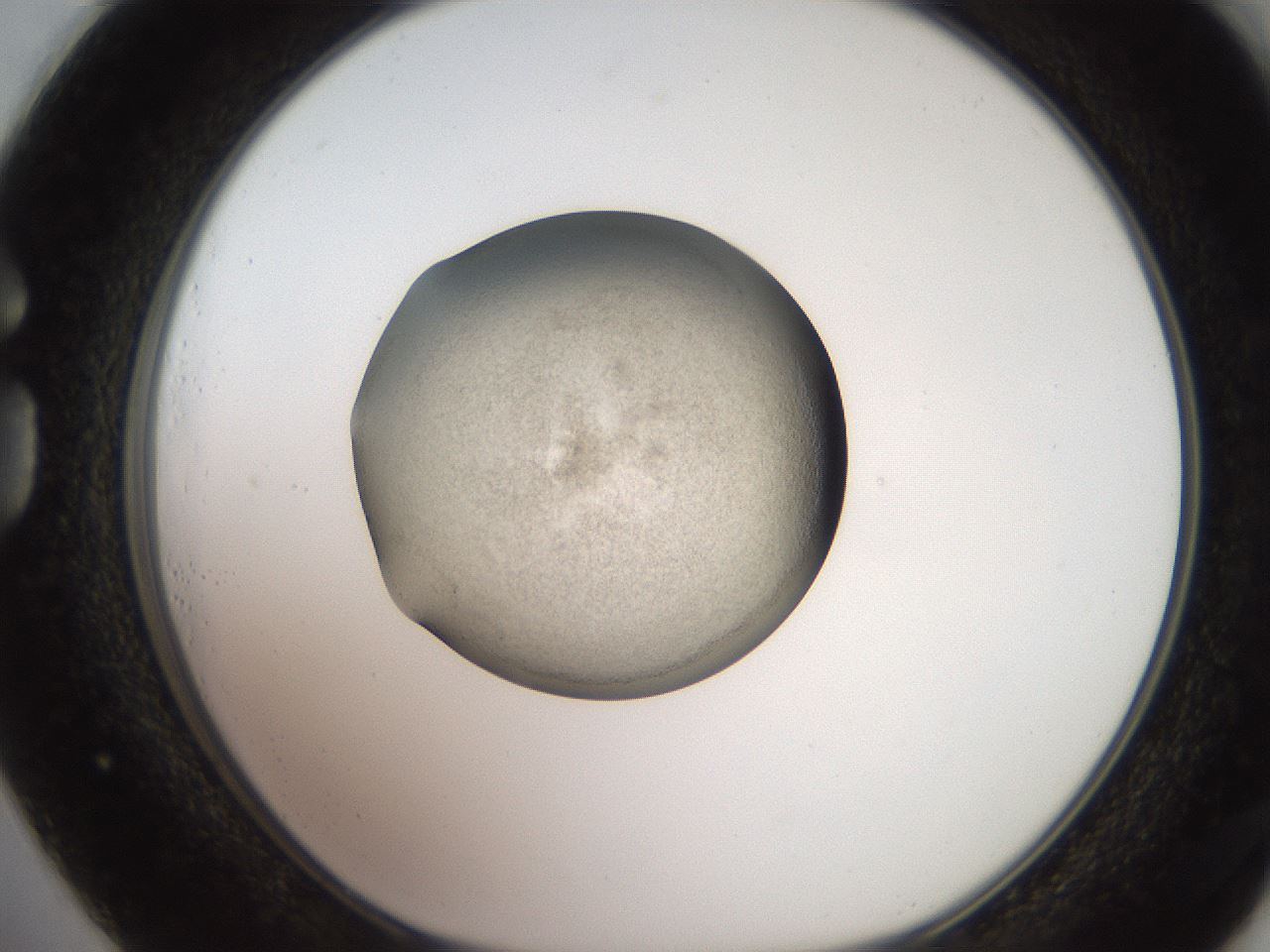 folderID257_plateID2257_batchID10332_wellNum73_profileID1_d1_r156754_ef.jpg