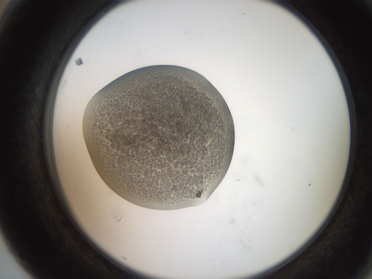 folderID257_plateID2257_batchID10332_wellNum79_profileID1_d2_r156767_ef.jpg