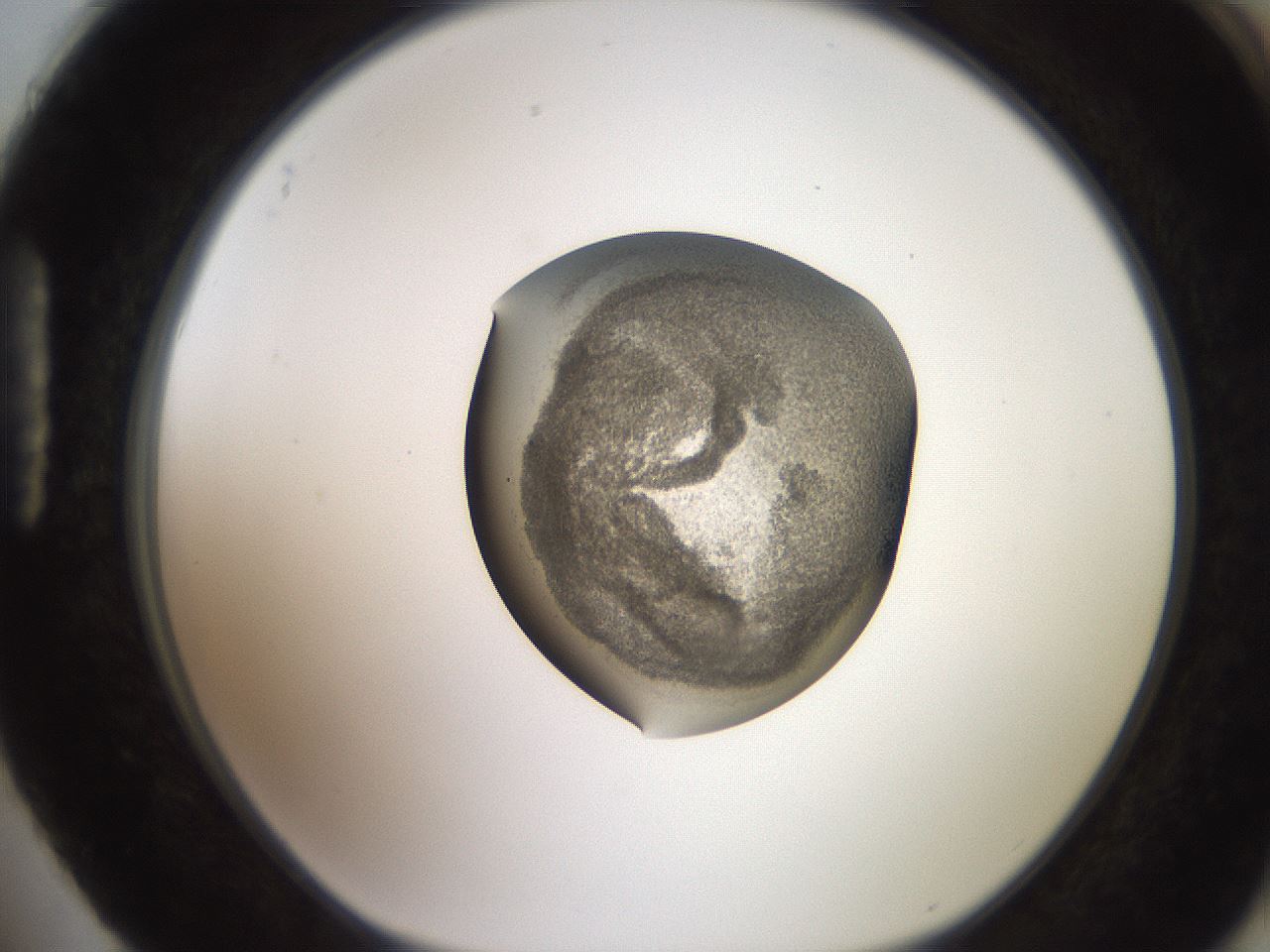 folderID257_plateID2257_batchID10332_wellNum88_profileID1_d1_r156784_ef.jpg