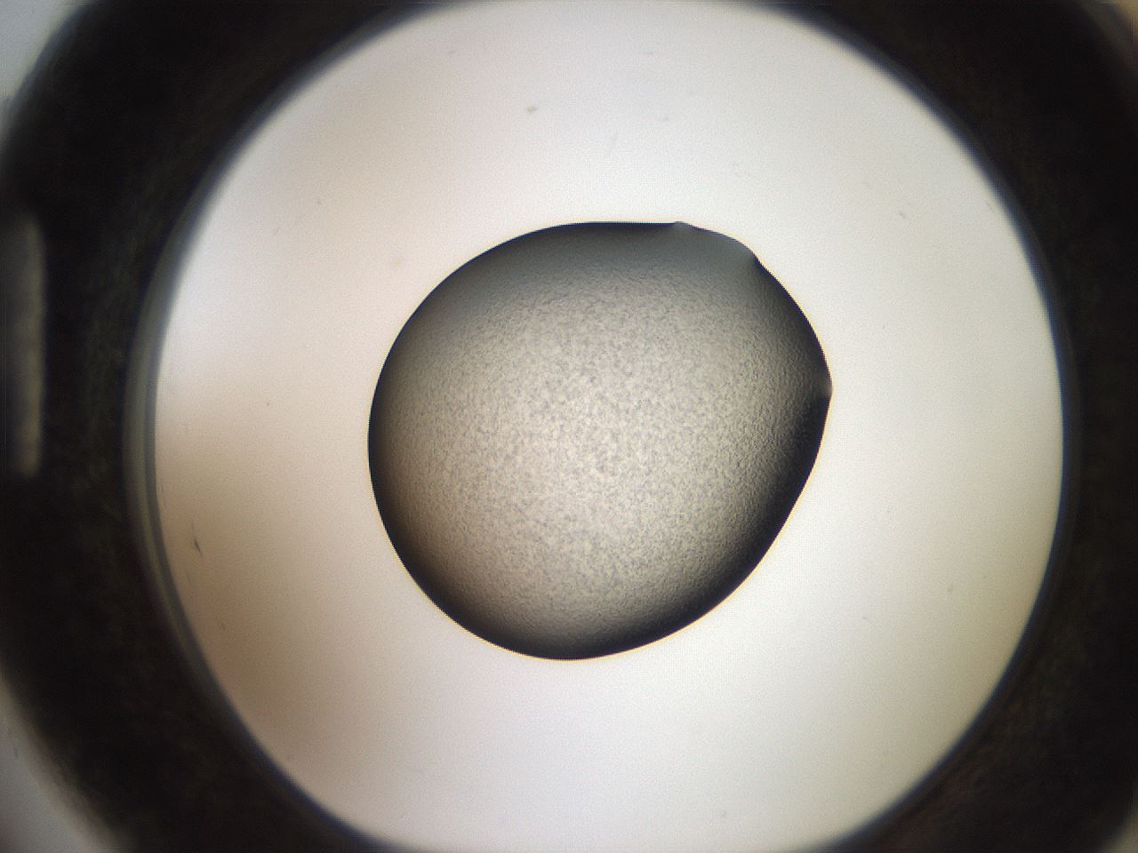folderID257_plateID2257_batchID10332_wellNum89_profileID1_d1_r156786_ef.jpg