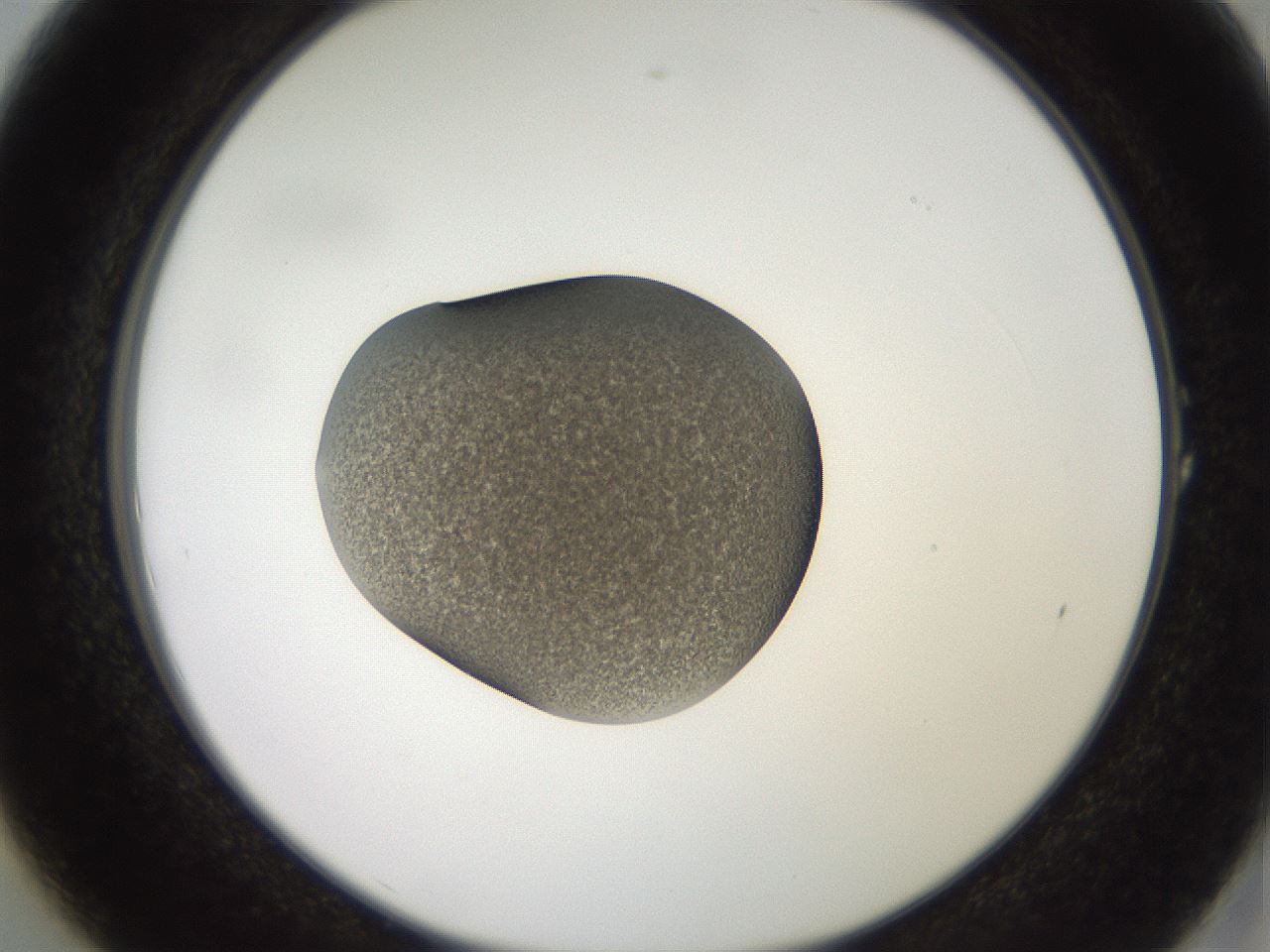 folderID258_plateID2258_batchID10333_wellNum1_profileID1_d2_r156803_ef.jpg