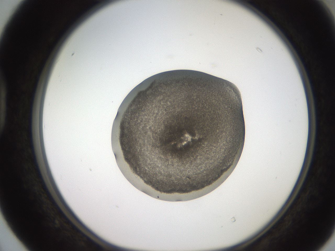 folderID258_plateID2258_batchID10333_wellNum40_profileID1_d1_r156880_ef.jpg