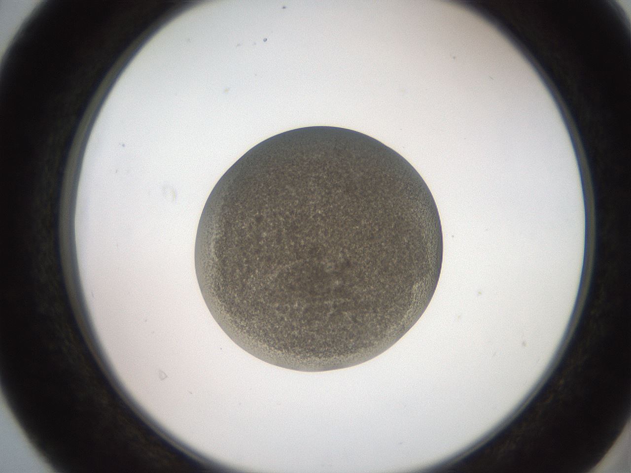 folderID258_plateID2258_batchID10333_wellNum40_profileID1_d2_r156881_ef.jpg