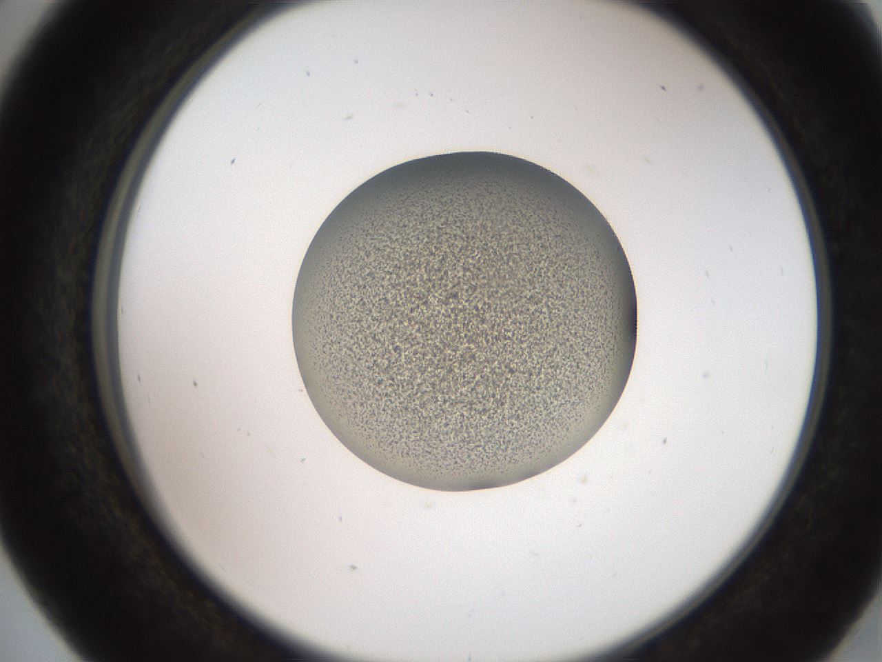 folderID258_plateID2258_batchID10333_wellNum41_profileID1_d2_r156883_ef.jpg