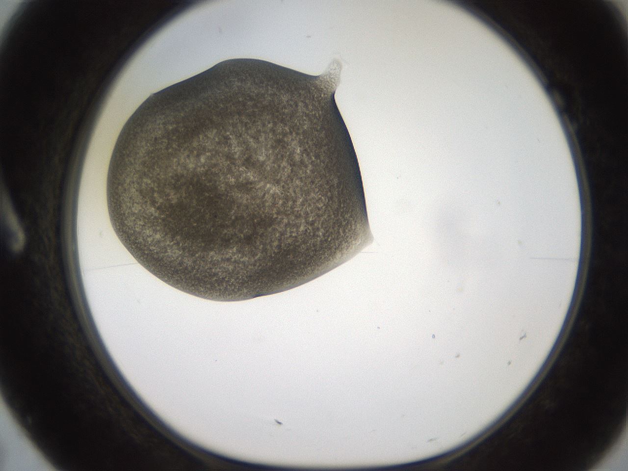 folderID258_plateID2258_batchID10333_wellNum7_profileID1_d1_r156814_ef.jpg