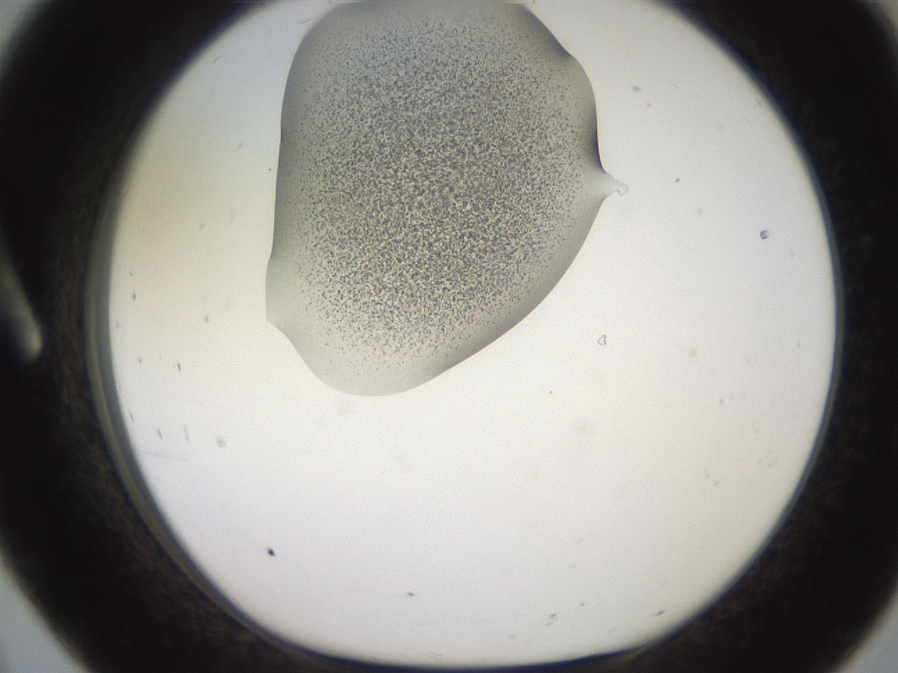 folderID258_plateID2258_batchID10333_wellNum8_profileID1_d1_r156816_ef.jpg