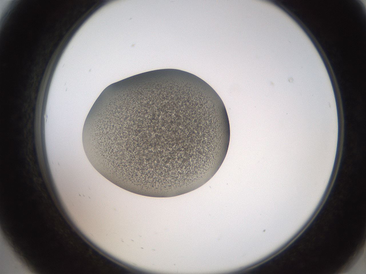 folderID258_plateID2258_batchID10333_wellNum8_profileID1_d2_r156817_ef.jpg