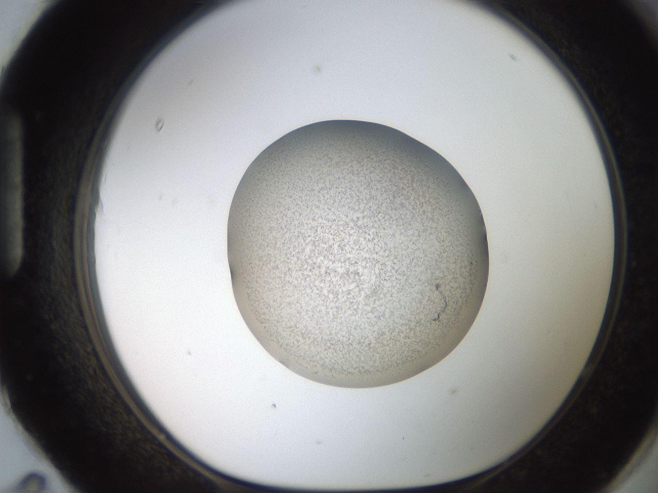 folderID258_plateID2258_batchID10333_wellNum95_profileID1_d1_r156990_ef.jpg