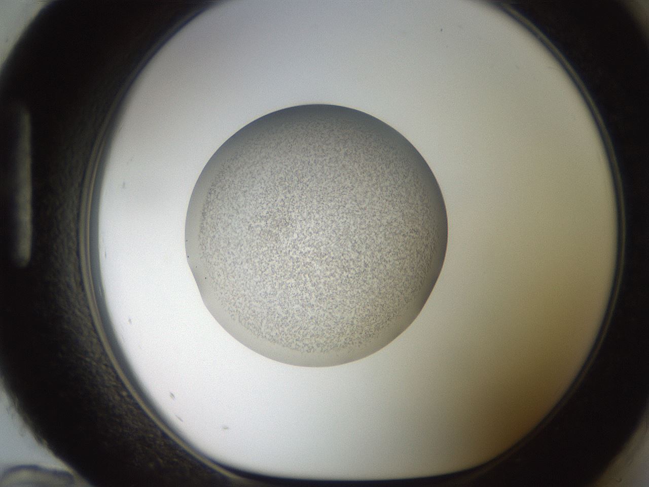 folderID258_plateID2258_batchID10333_wellNum96_profileID1_d1_r156992_ef.jpg